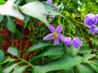 Flor morada
