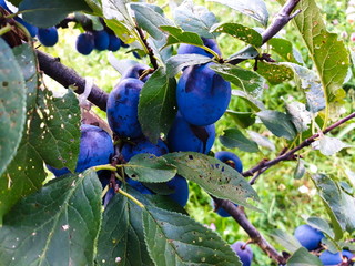 Blue ripe plums on a branch with a leaves.