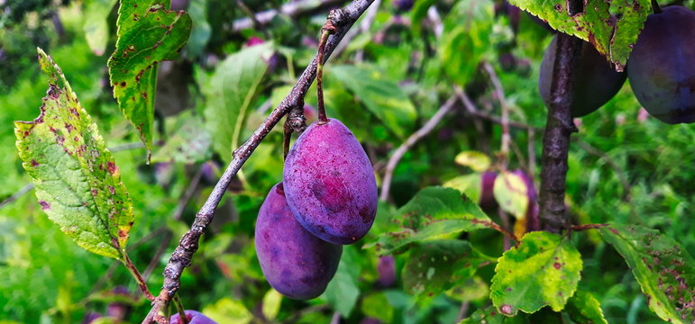 Two ripe plums on a branch.