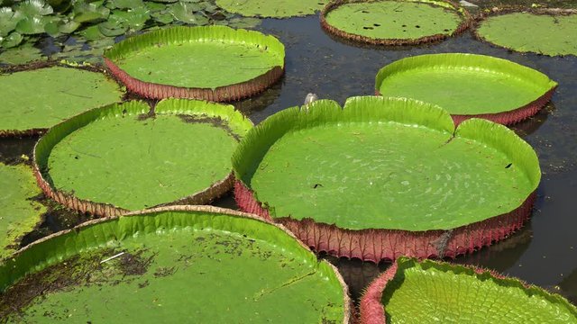 Large leaves lotus is a species of flowering plant, the largest of the Nymphaeaceae family of water lilies.The scientific name of the giant water lily is Victoria amazonica.