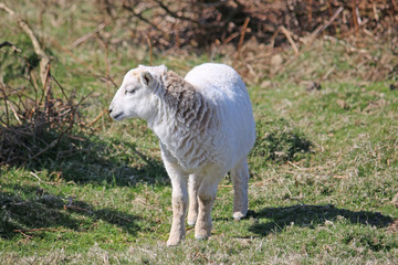 Naklejka na ściany i meble Sheep on the hills above Rhossili