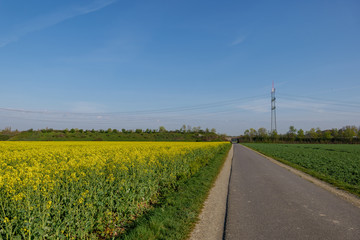 Fototapeta na wymiar Outdoor sunny landscape view of small street along yellow rapeseed blossom field in spring or summer season against blue sky.