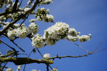 Weiße Blüten, blauer Himmel, Sonnenlicht