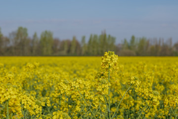 Fototapeta premium Selected focus and close up outdoor sunny view of Yellow rapeseed blossom field in spring or summer season against blue sky.