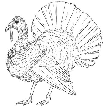 Vector Sketch Turkey.
