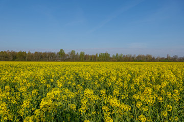 Outdoor sunny landscape view of Yellow rapeseed blossom field in spring or  summer season against blue sky.