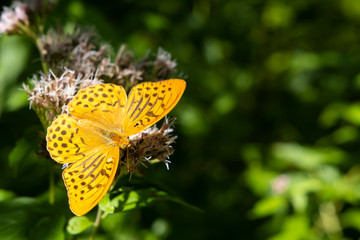 Silver-washed fritillary butterfly in natural environment, National park Slovensky raj, Slovakia