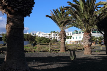 Palmy Lanzarote