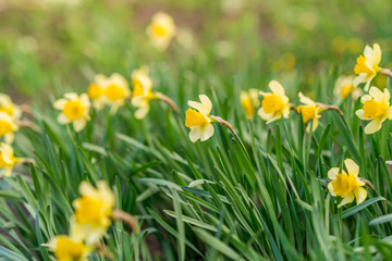 Spring background with yellow flowers. Yellow daffodils in green.