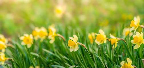Spring background with yellow flowers. Yellow daffodils in green.