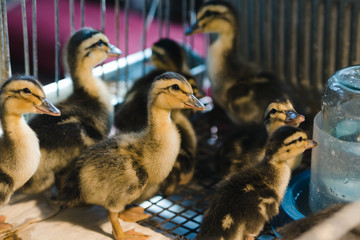 Newborn colored ducklings in a warm brooder