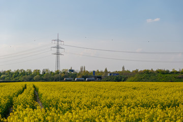 Outdoor sunny landscape view of Yellow rapeseed blossom field in spring or  summer season against blue sky and blur background of high voltage tower and cable, and railway with train.
