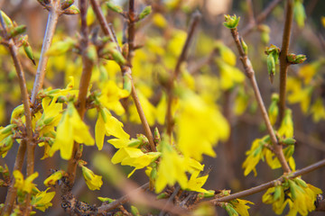 Yellow spring flowers on the trees