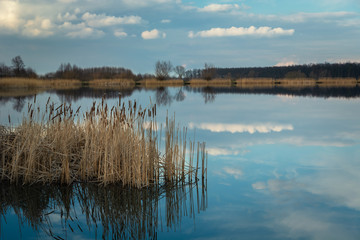 Reeds in the lake, horizon and white clouds on blue sky