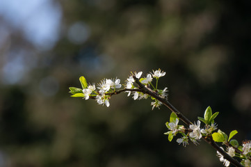 Kirschblüte Kirschblütenzweig
