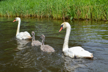 Swans in a lake with two young swans