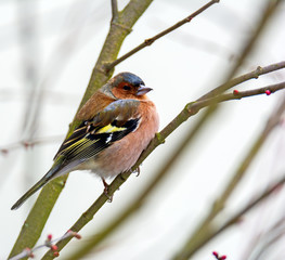 Male cahffinch bird sitting on the brach of a tree