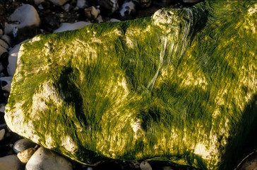 Algue verte, Blidingia minima