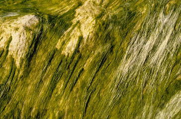 Algue verte, Blidingia minima