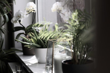 Aloevera und andere Pflanzen auf einer Fensterbank 