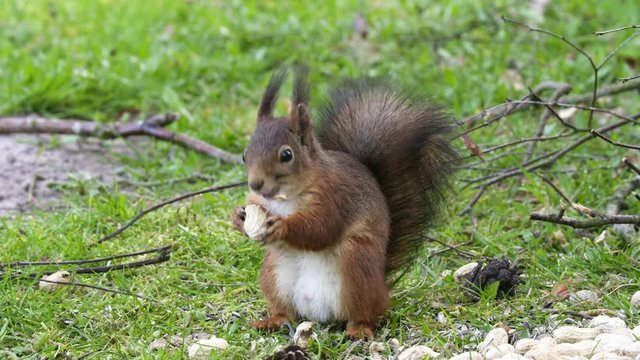 Red squirrel cracking a peanut and taking it out of the shell. Close upt teleshot.