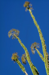 épine du Christ, Didierea trollii, Allaudia trollii, Madagascar