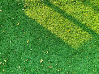 Green grass texture for background. Green lawn pattern and texture background. Close-up.
