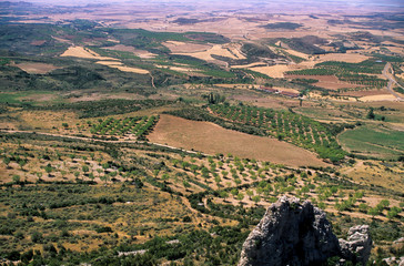 Amandier, Prunus dulcis, Aragon, Espagne