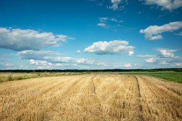 Fototapeta premium Stubble field, horizon and white clouds on blue sky