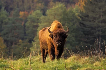 Foto op Plexiglas Bison d'Europe, Bison bonasus © JAG IMAGES
