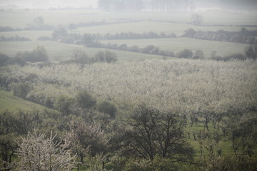 Obraz premium Mirabelle plums orchard flowering trees during springtime