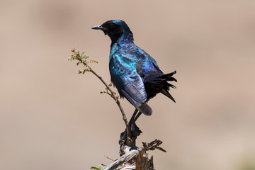 Choucador à oreillons bleus,.Lamprotornis chalybaeus, Greater Blue eared Starling