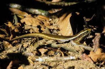Lézard, Zonosaurus laticaudatus, Madagascar