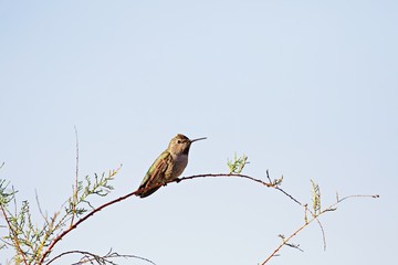 Kolibri auf einem dünnen Zweig