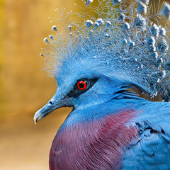 Blue Victoria crowned pigeon with golden background