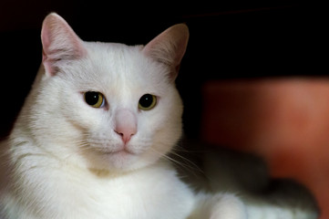 Gatto "British Shorthair" bianco