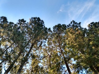 tree