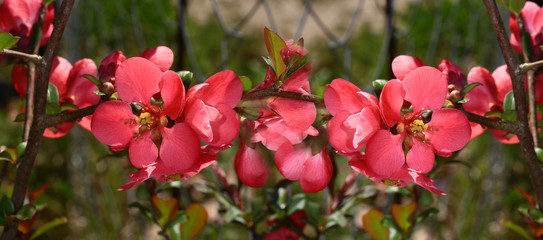 Delicate, pink Chinese roses, spring beautiful flowers...