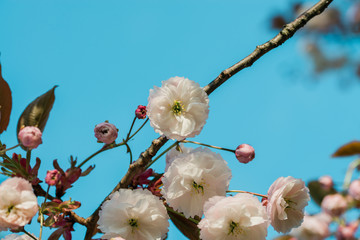 White cherry flowers in the spring 