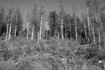 Nadelwald unterhalb des Brockengipfel in s/w