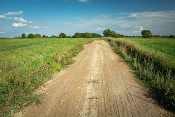 Sandy road through a green meadow, horizon and blue sky