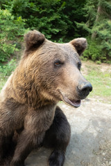 portrait brown bear on the background of forests in the wild in summer.
