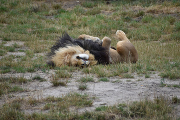 Lion lying on the ground in zoo
