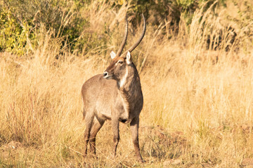 male water buck