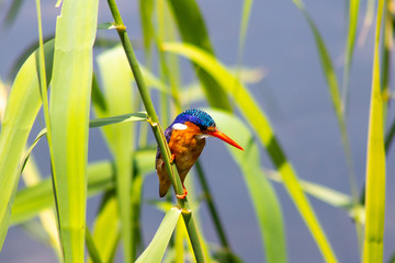 red billed king fisher