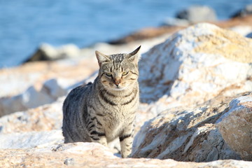cat on the rocks