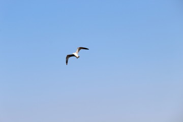 seagull in flight