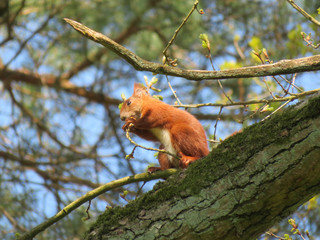 red squirrel sitting on a tree