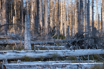 Toter Fichtenwald am Brocken