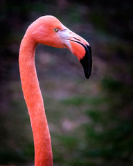 Flamingo mit leuchtenden Farben